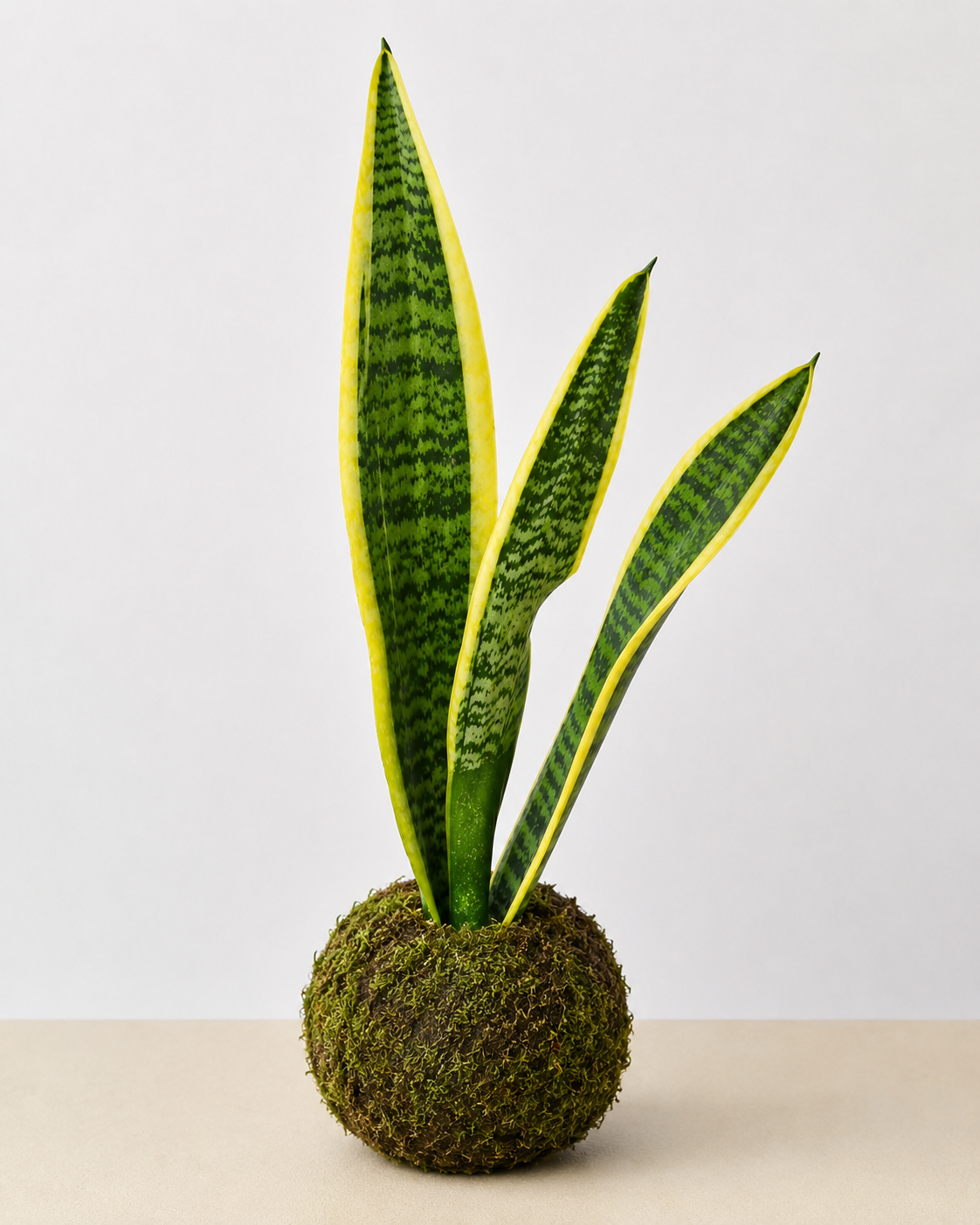 Snake Plant 'Laurentii'