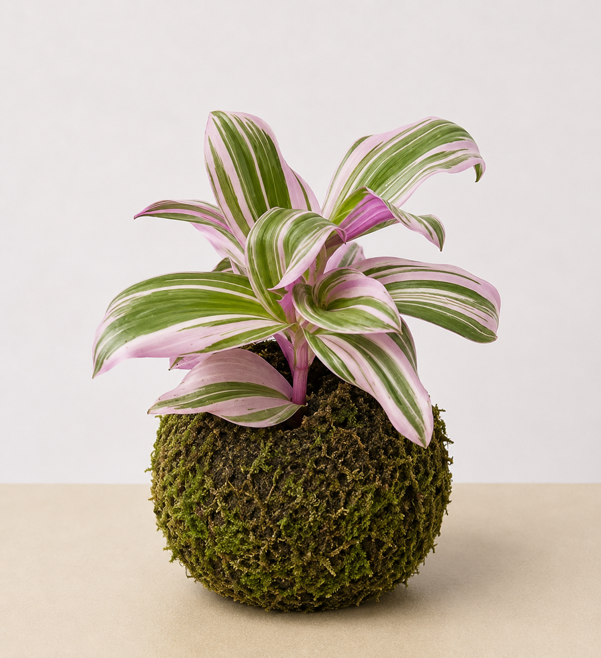 Tradescantia 'Nanouk'