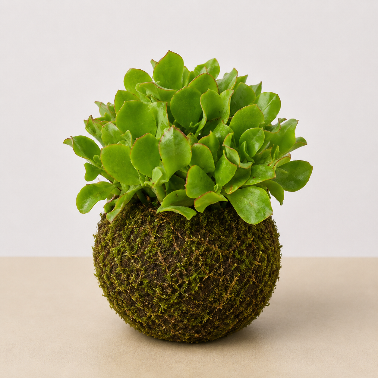 Ripple Jade Succulent