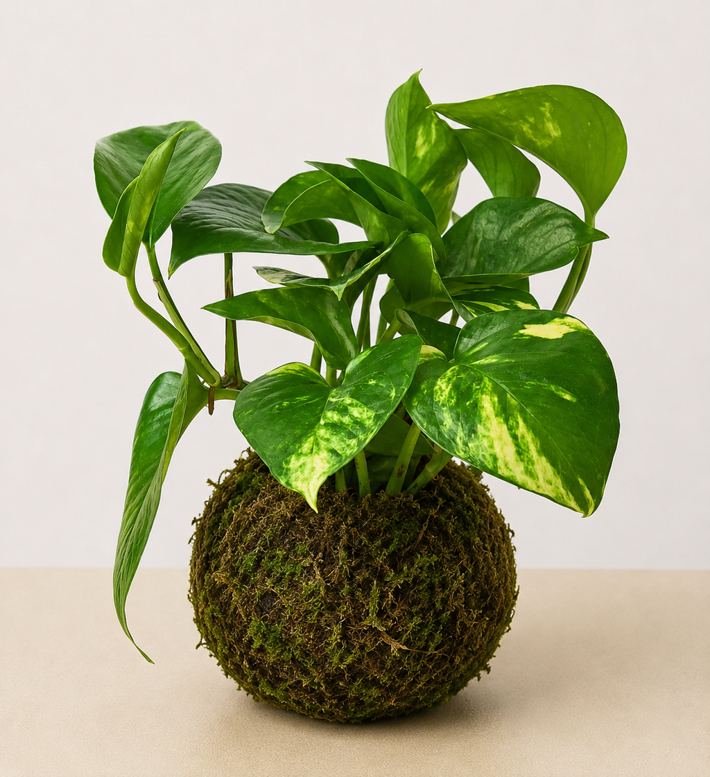 Pothos "Golden"