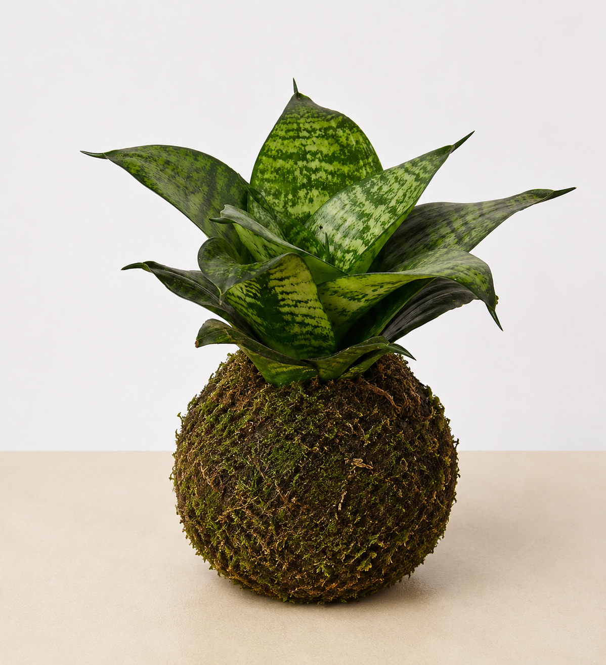 Snake Plant "Forest Star"