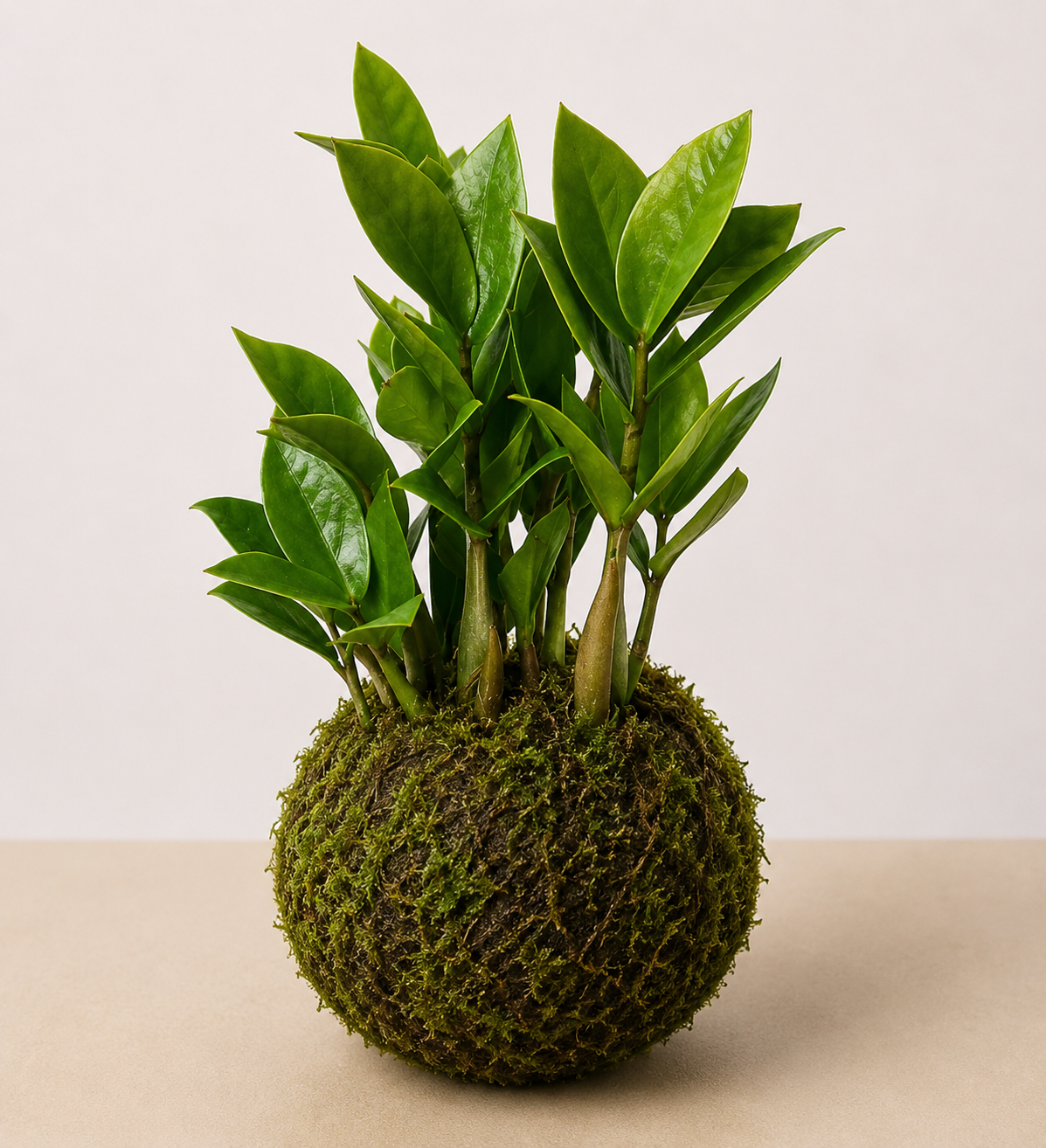 ZZ Plant