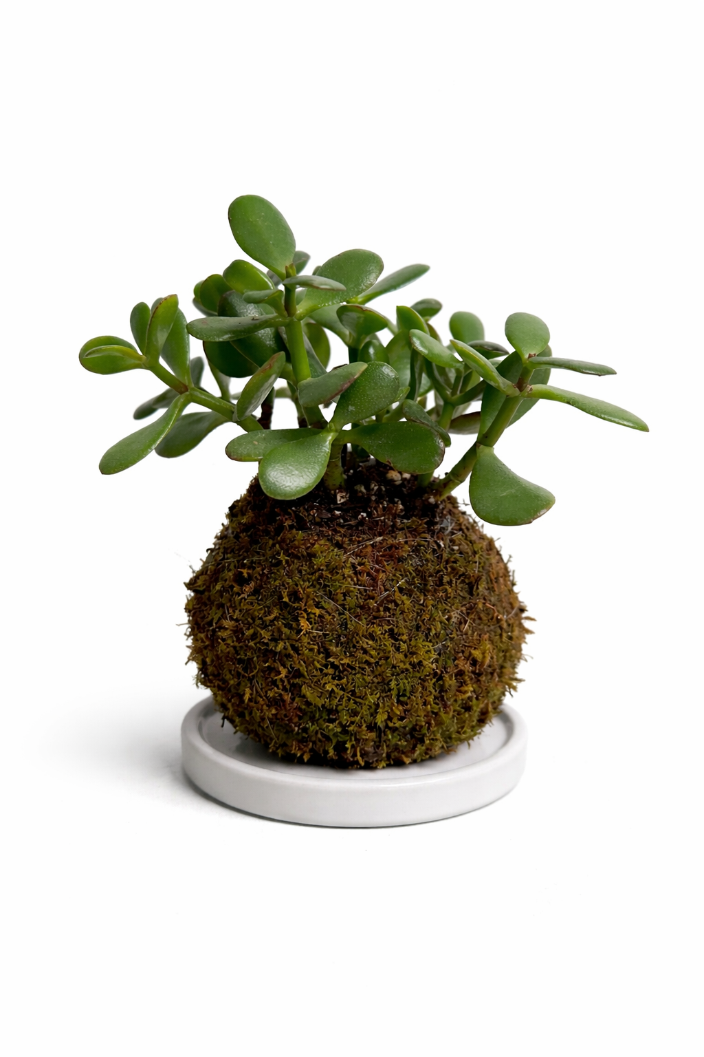Jade Plant