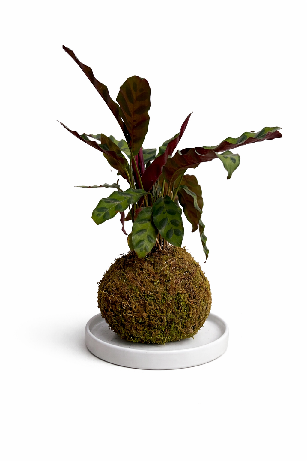 Calathea Lancifolia 'Rattlesnake'
