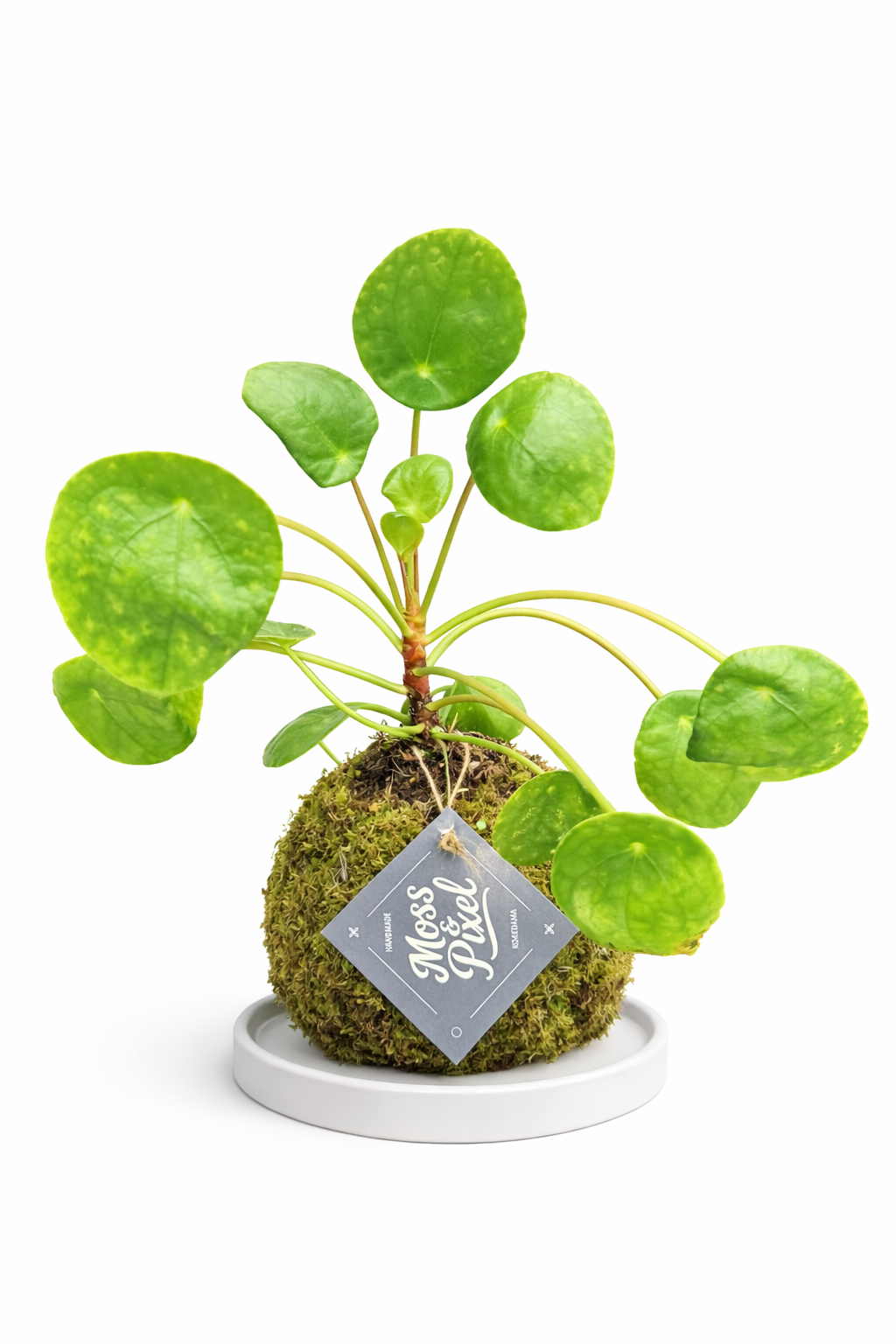 Pilea "Coin" Plant