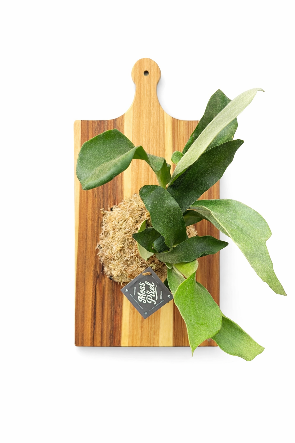 Staghorn Fern