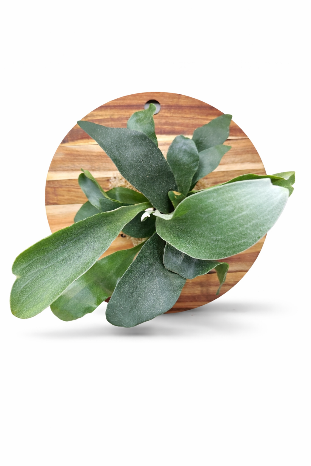 Staghorn Fern