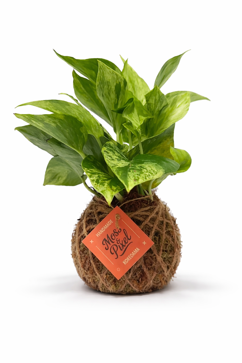 Pothos "Marble Queen"