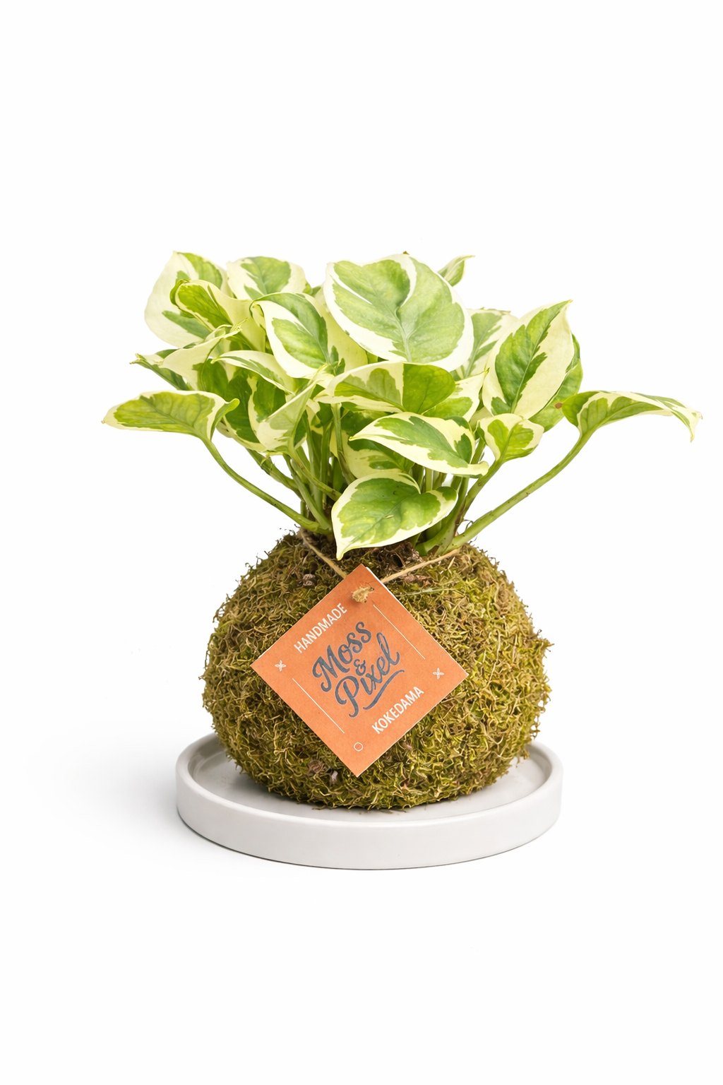 Pothos ‘N’Joy’