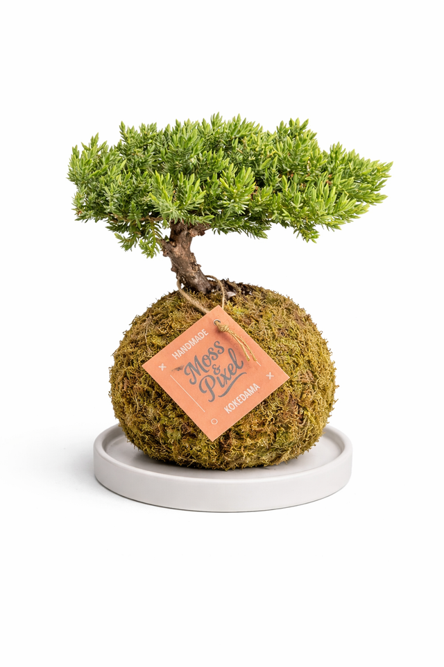 Juniper Bonsai