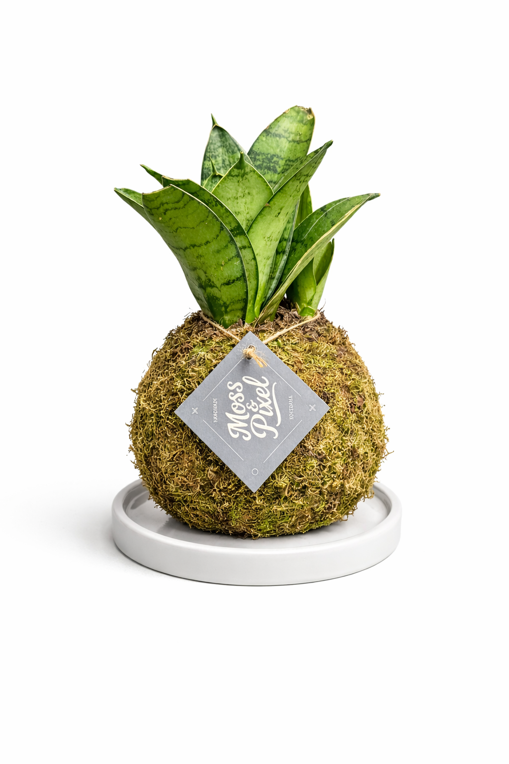 Snake Plant 'Misty Star'
