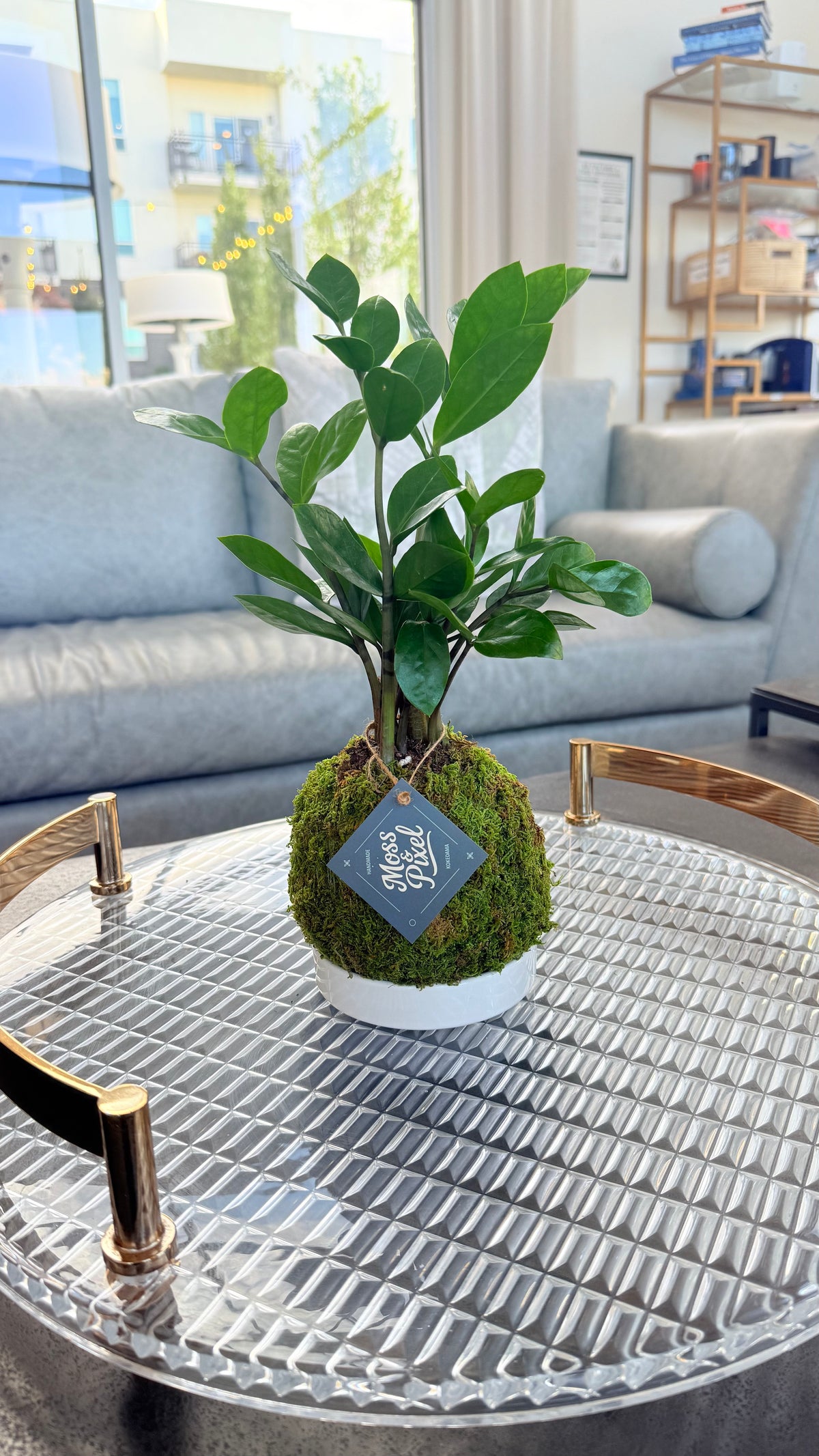 ZZ Plant