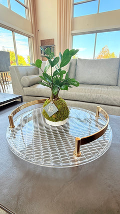 ZZ Plant