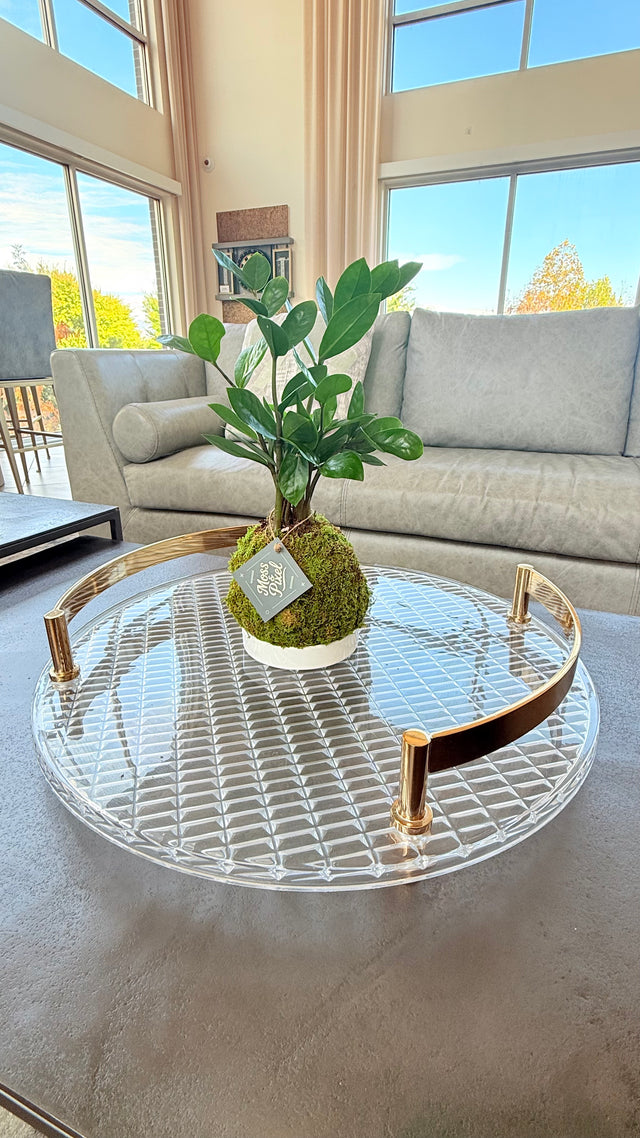 ZZ Plant