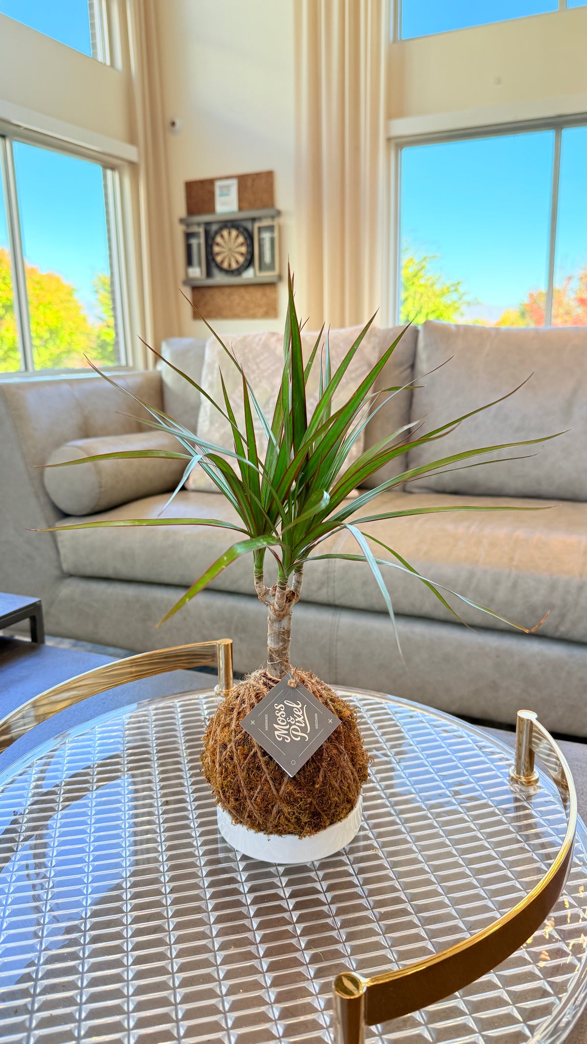 Madagascar Dragon Tree