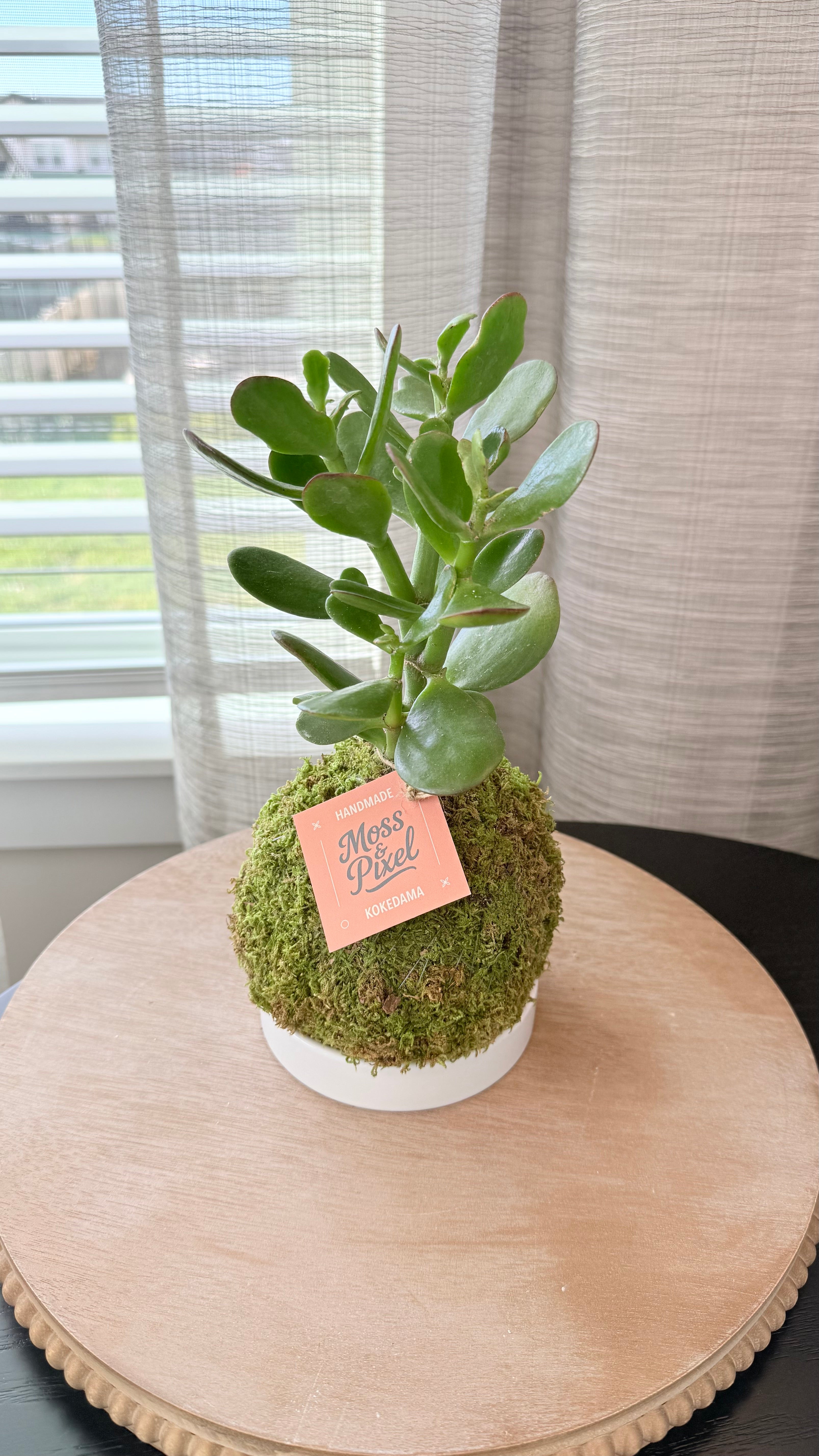 Jade Plant