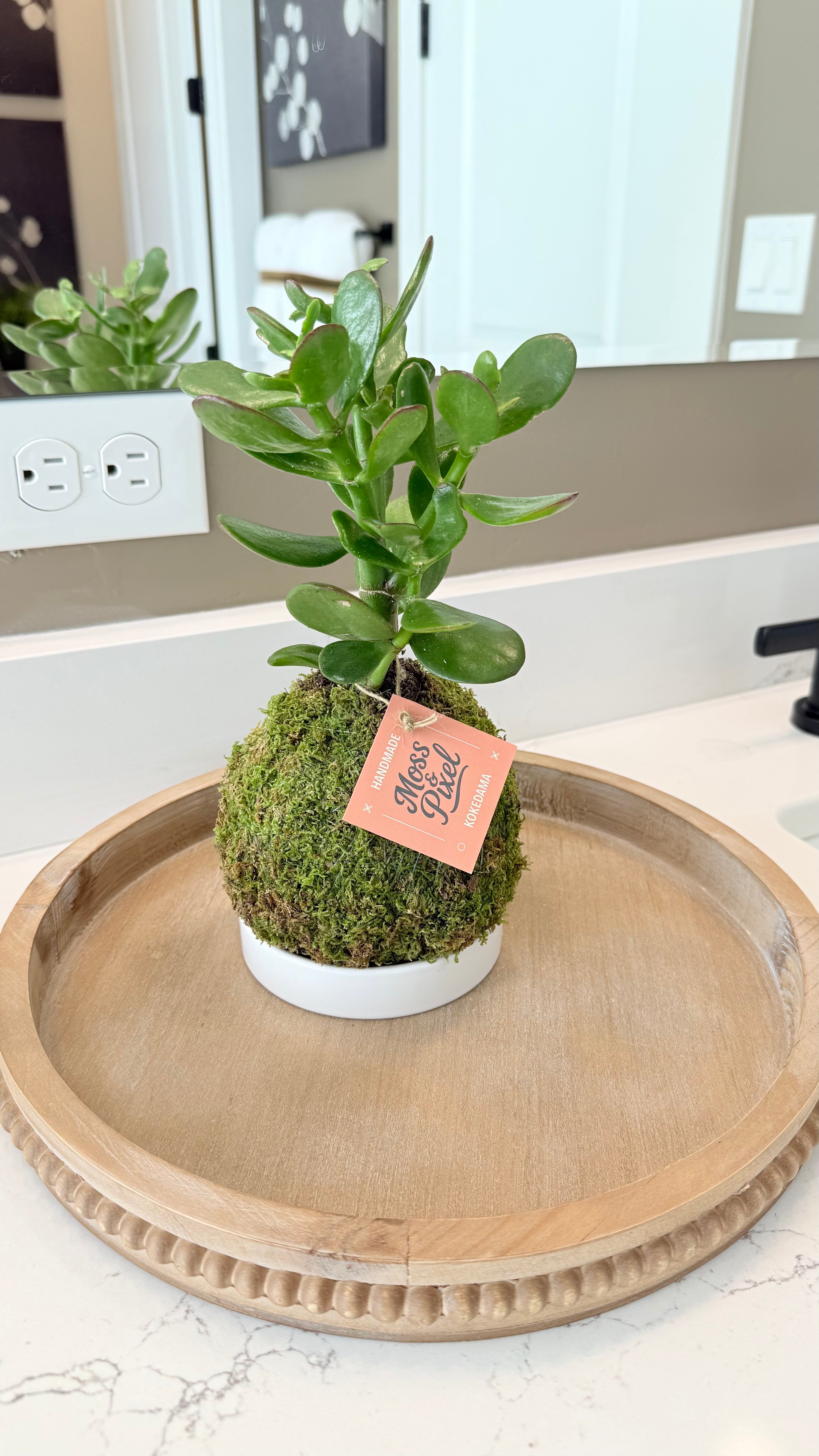 Jade Plant