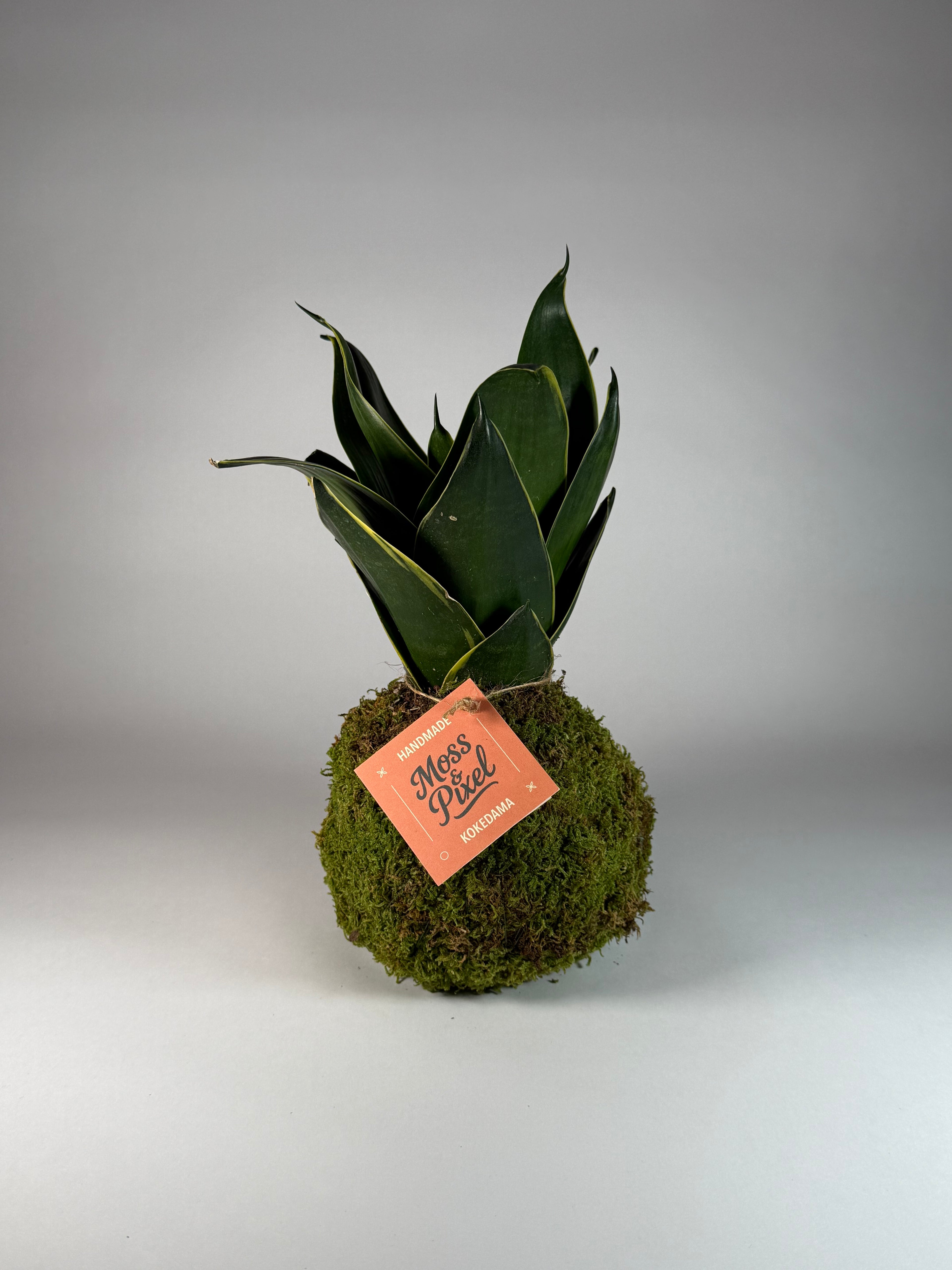 Snake Plant Emerald Star