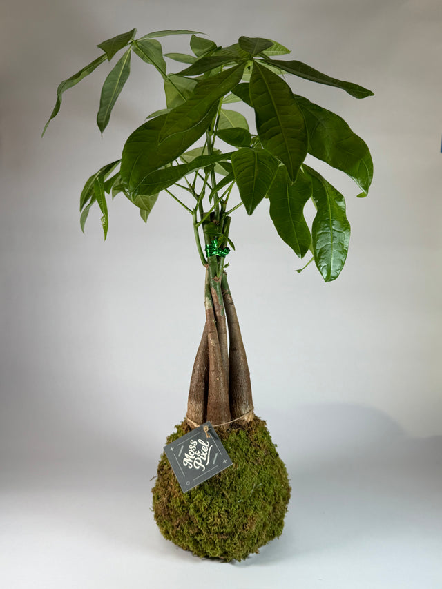 Money Tree