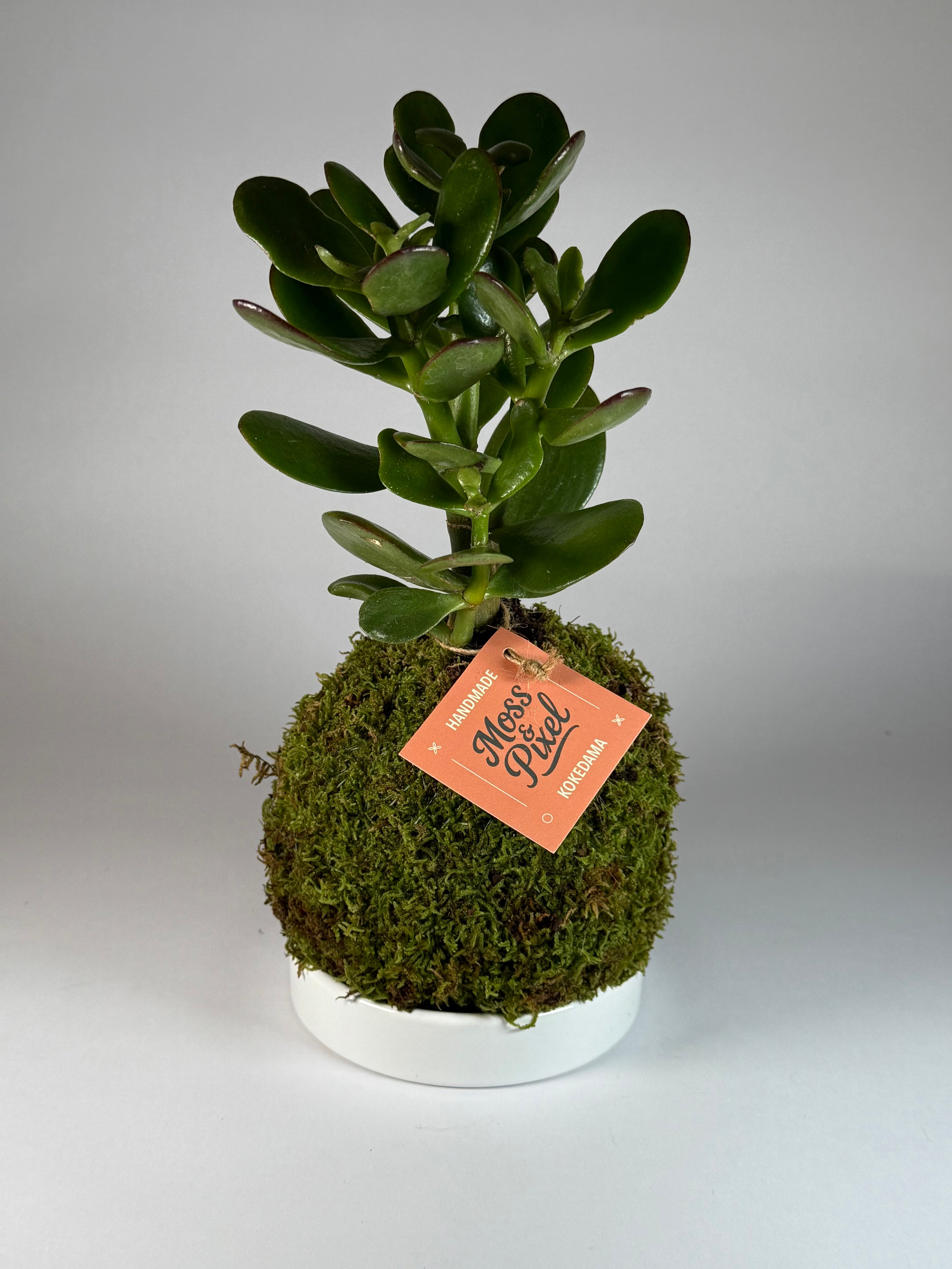 Jade Plant