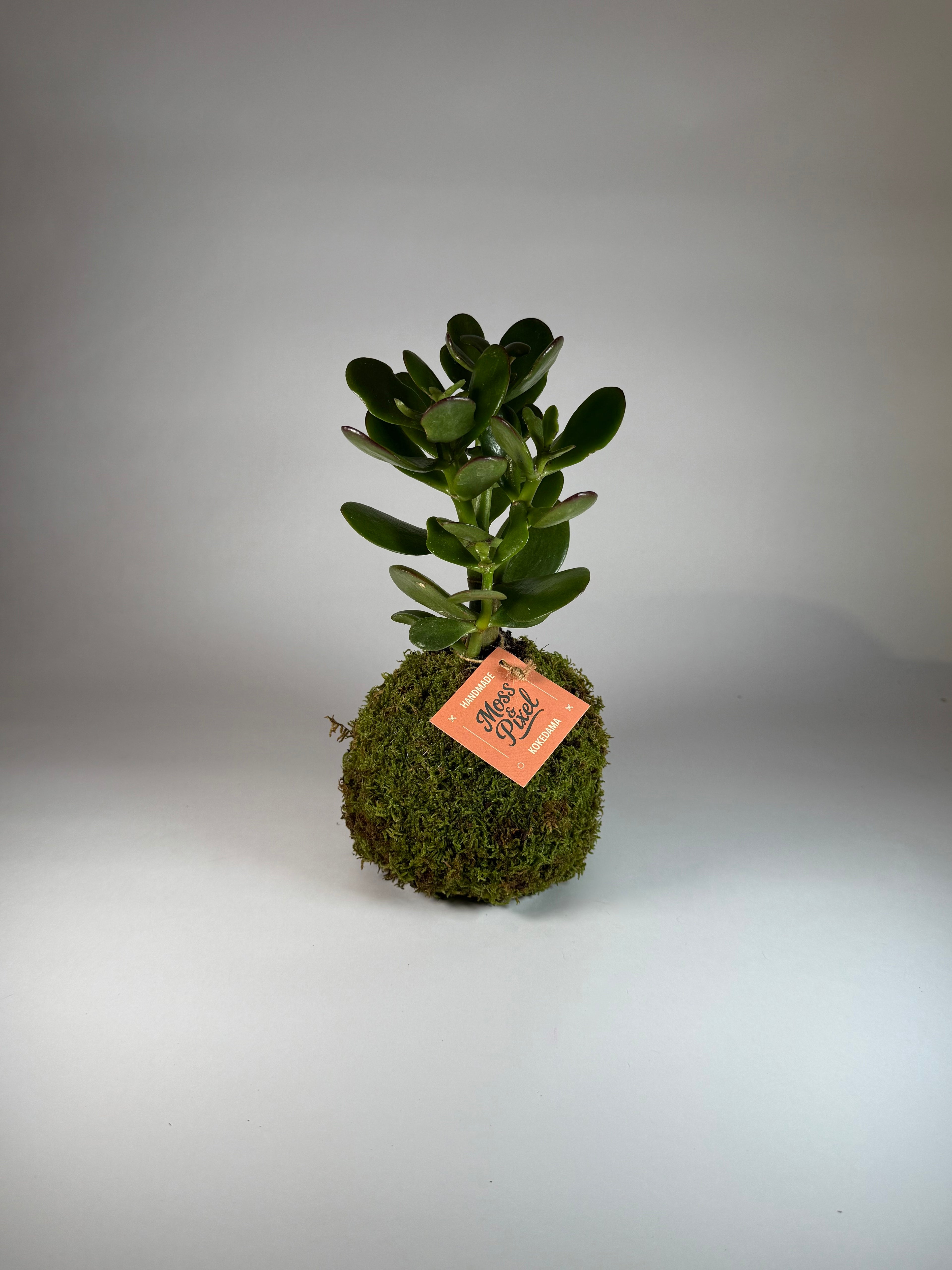 Jade Plant