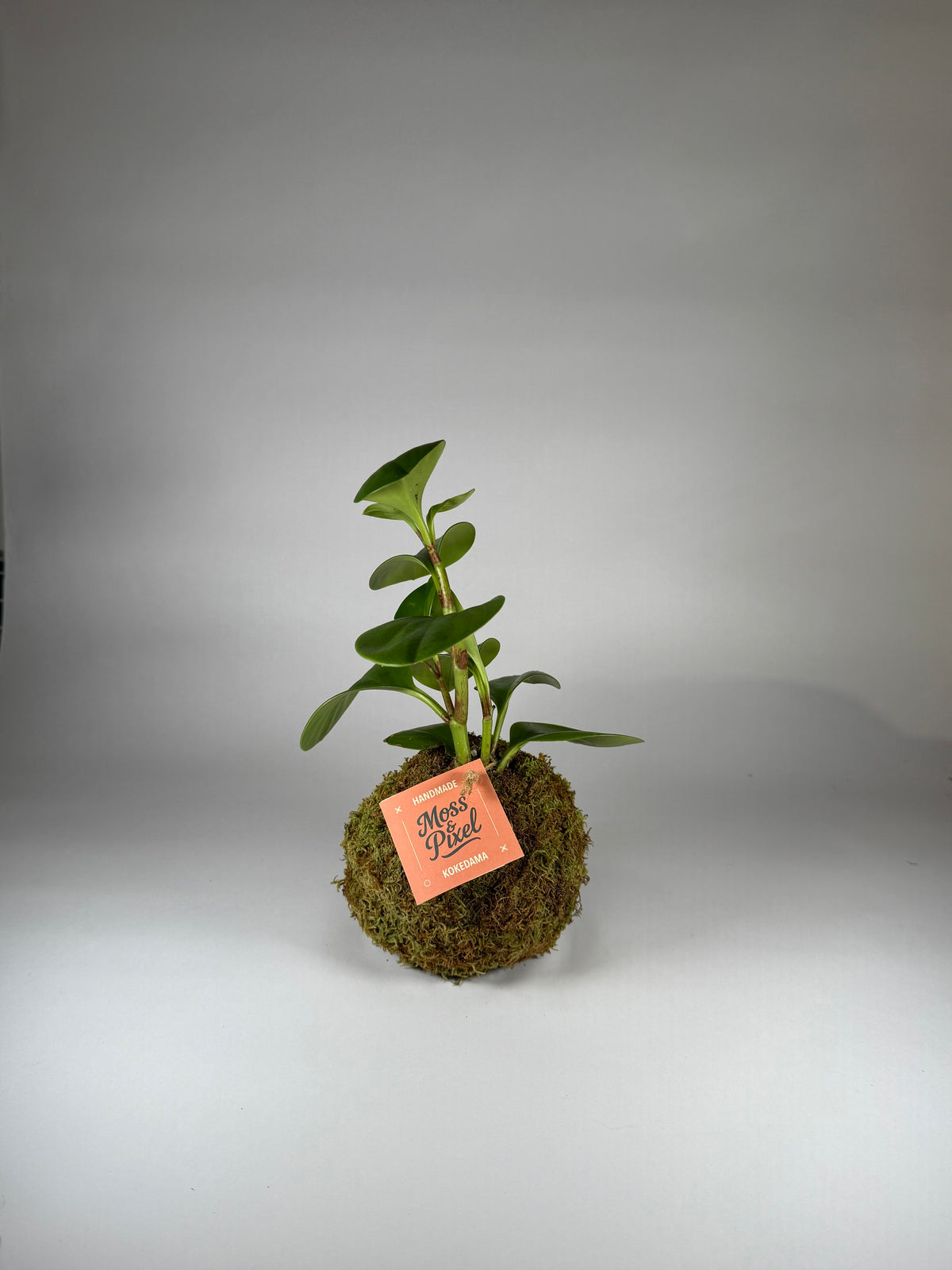 Peperomia "Thailand"