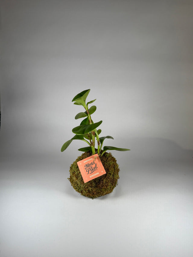 Peperomia "Thailand"