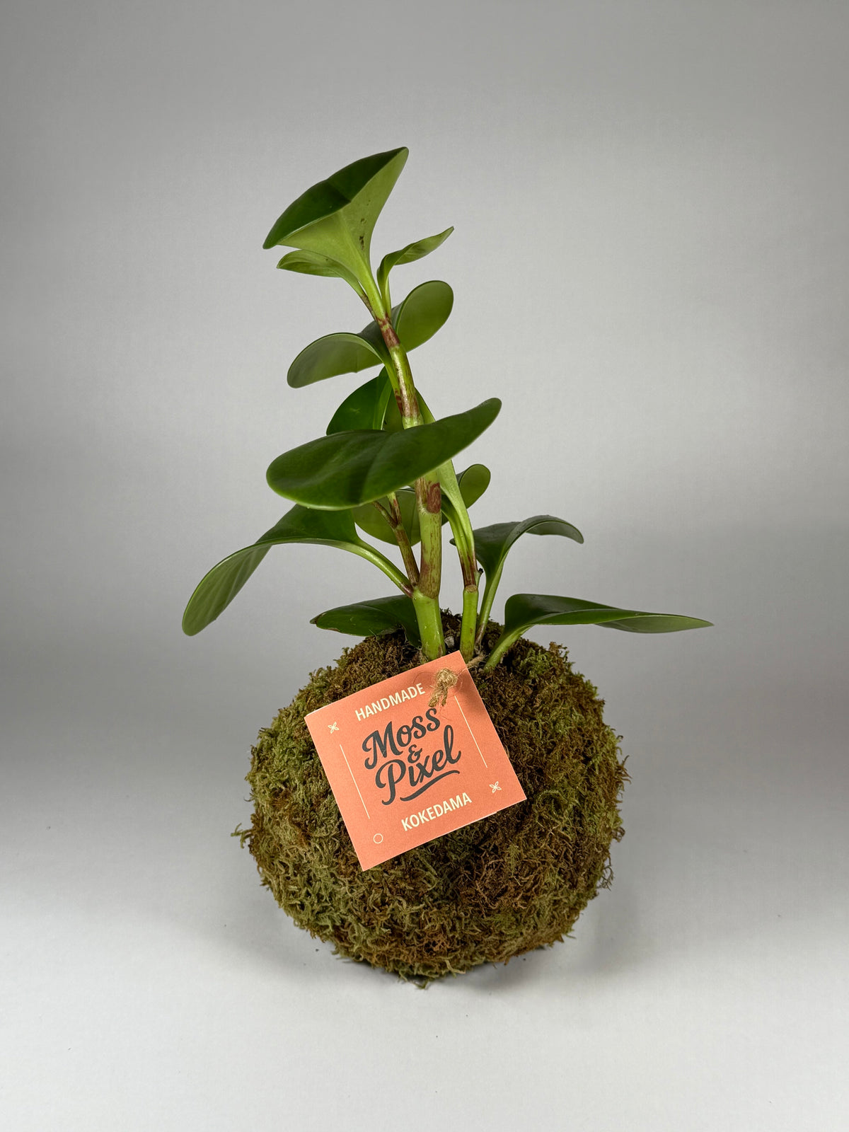 Peperomia "Thailand"