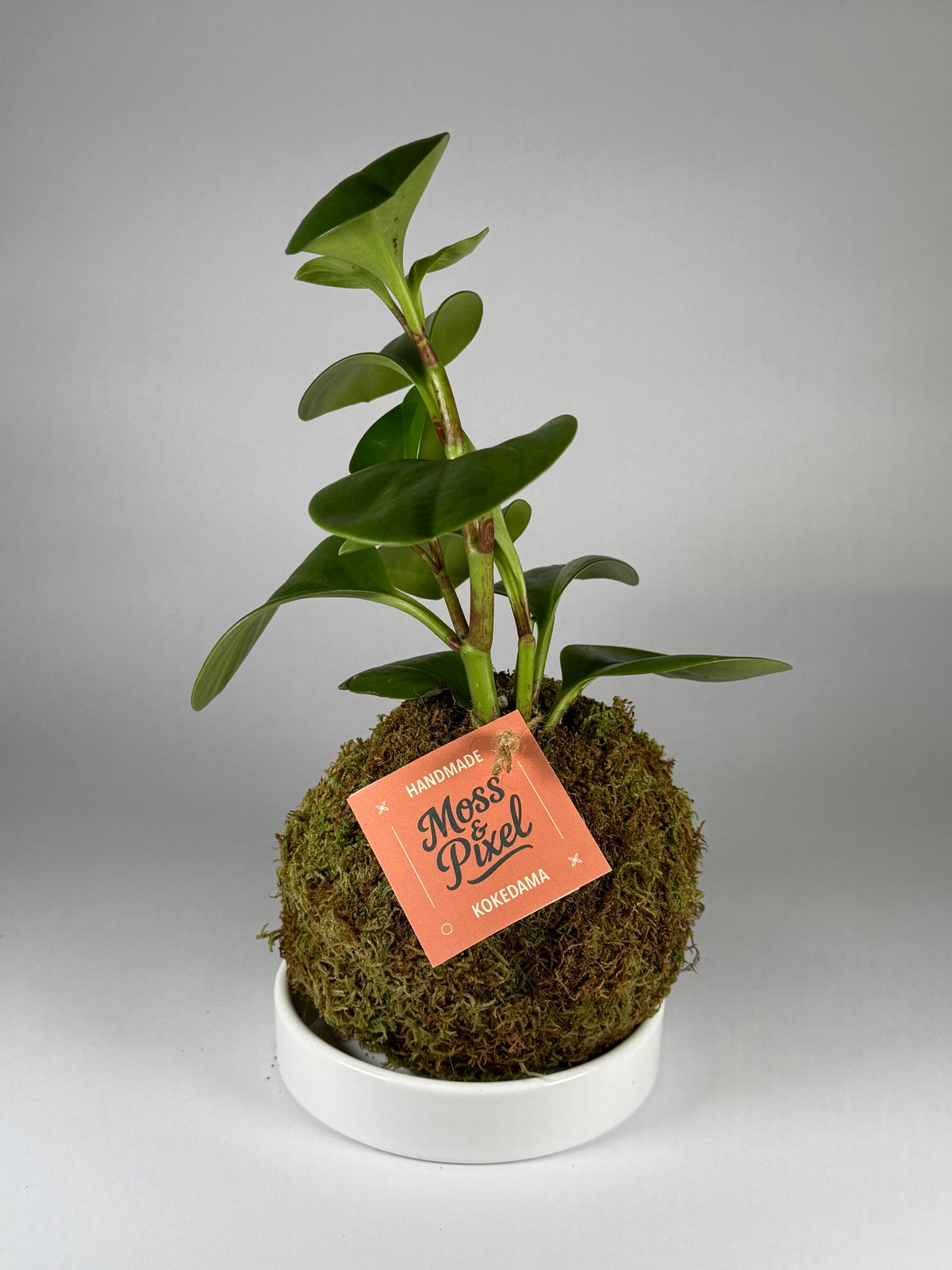 Peperomia "Thailand"