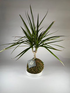 Madagascar Dragon Tree