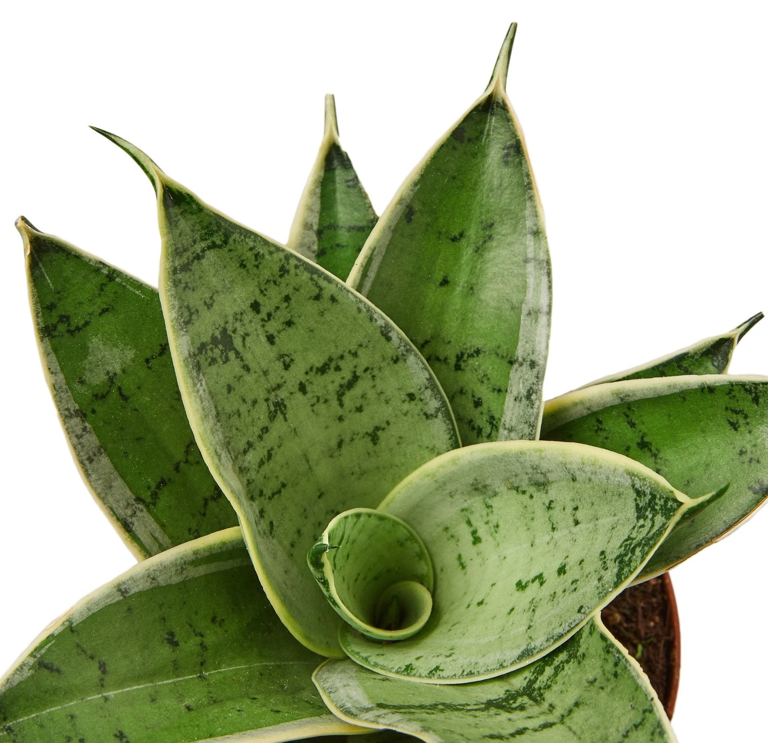 Snake Plant 'Misty Star'