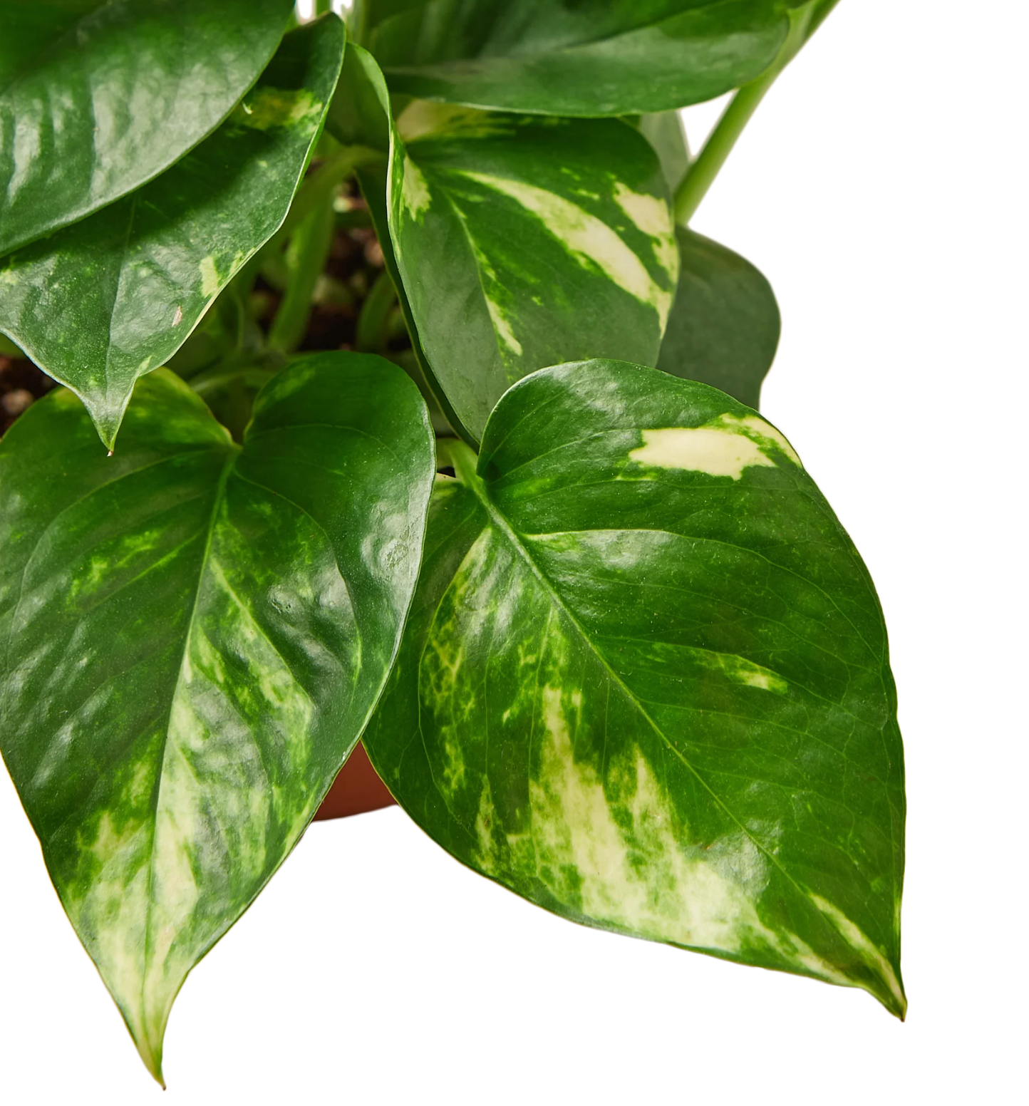 Pothos "Golden"