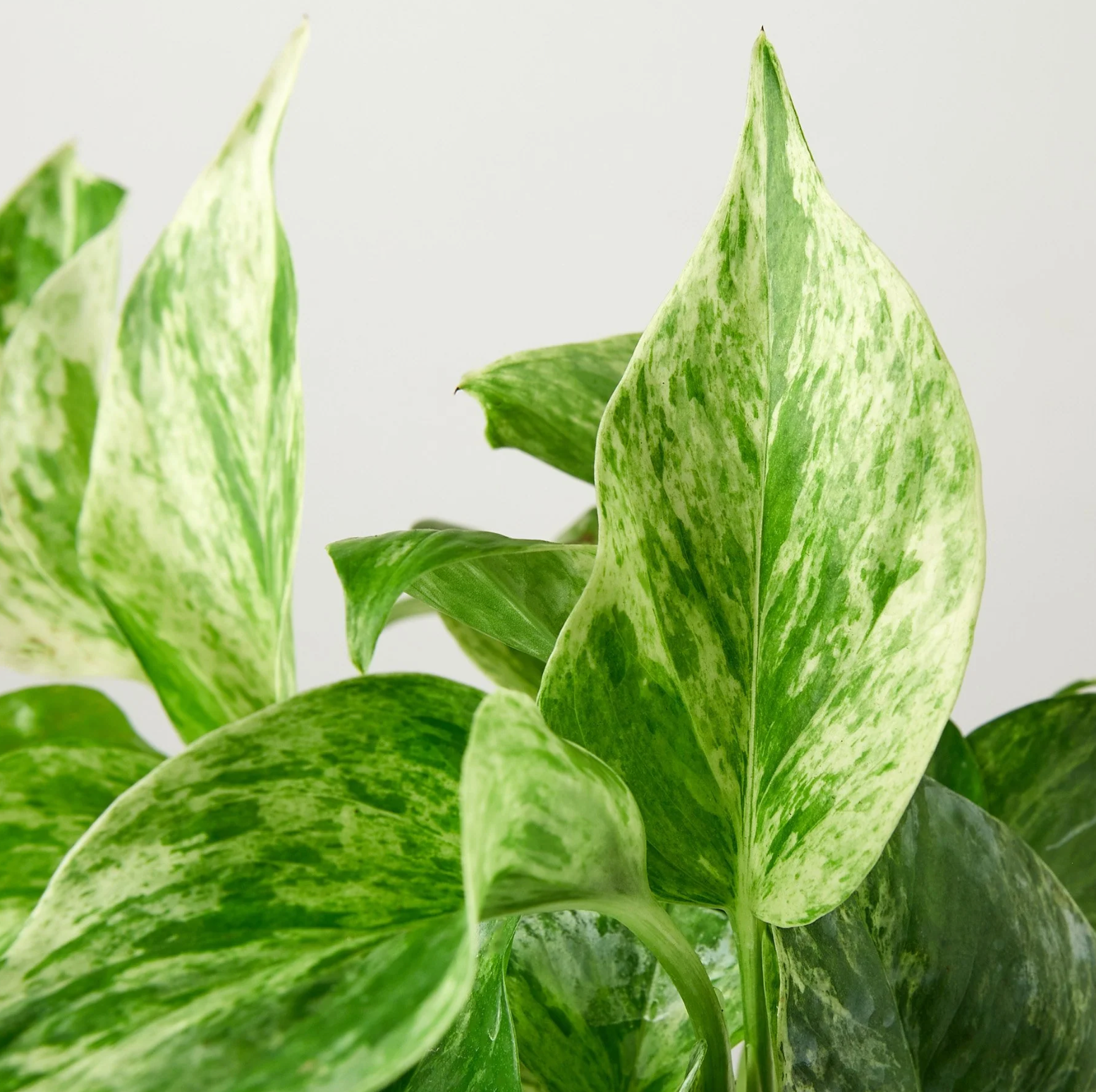 Pothos "Marble Queen"