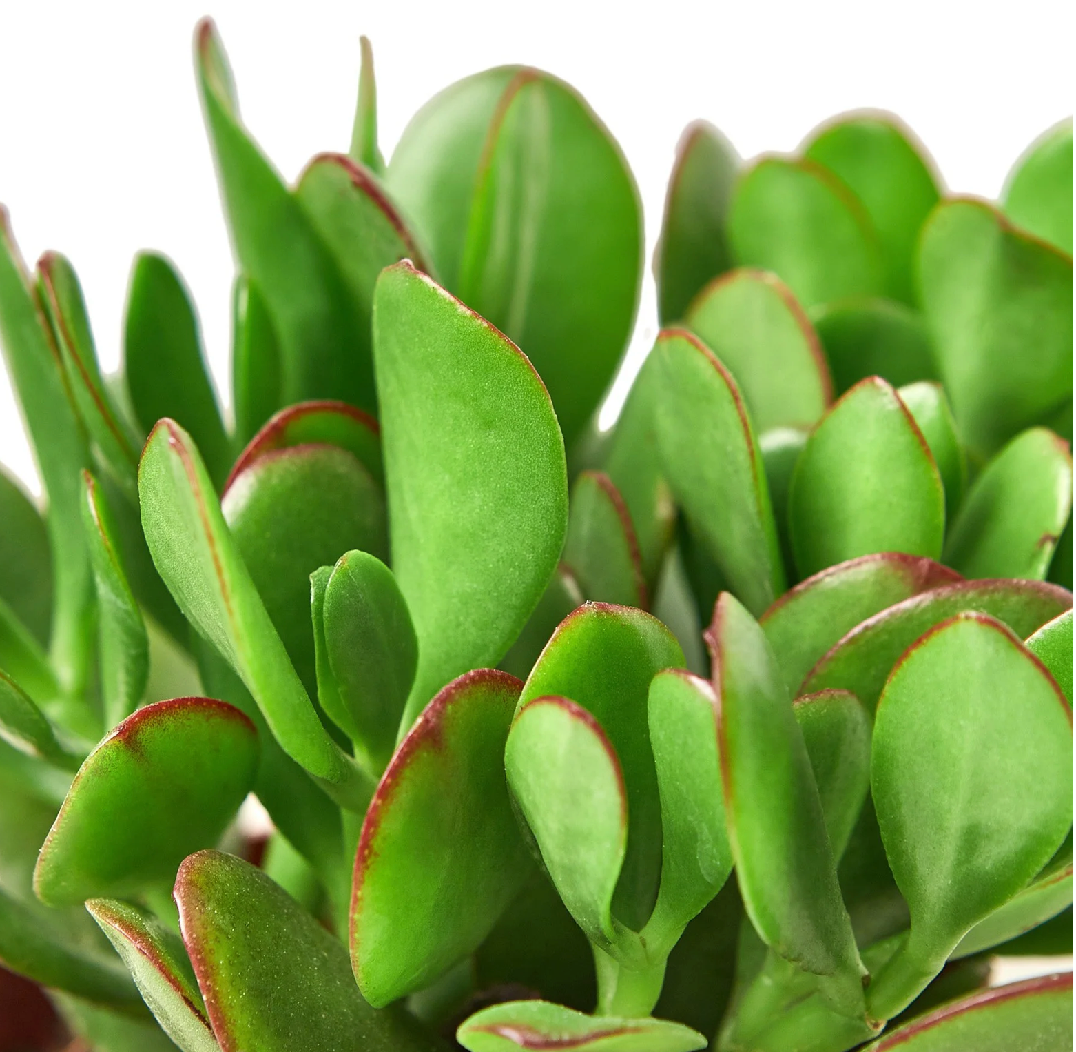 Crassula Jade Succulent