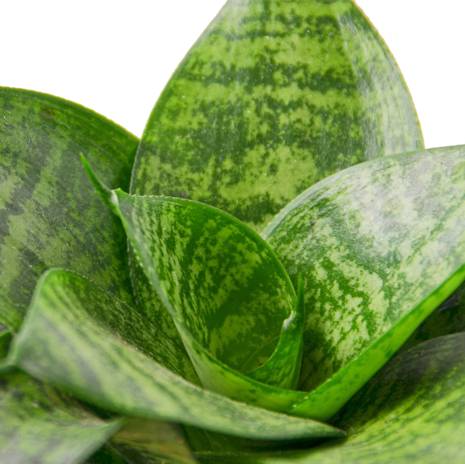 Snake Plant "Forest Star"