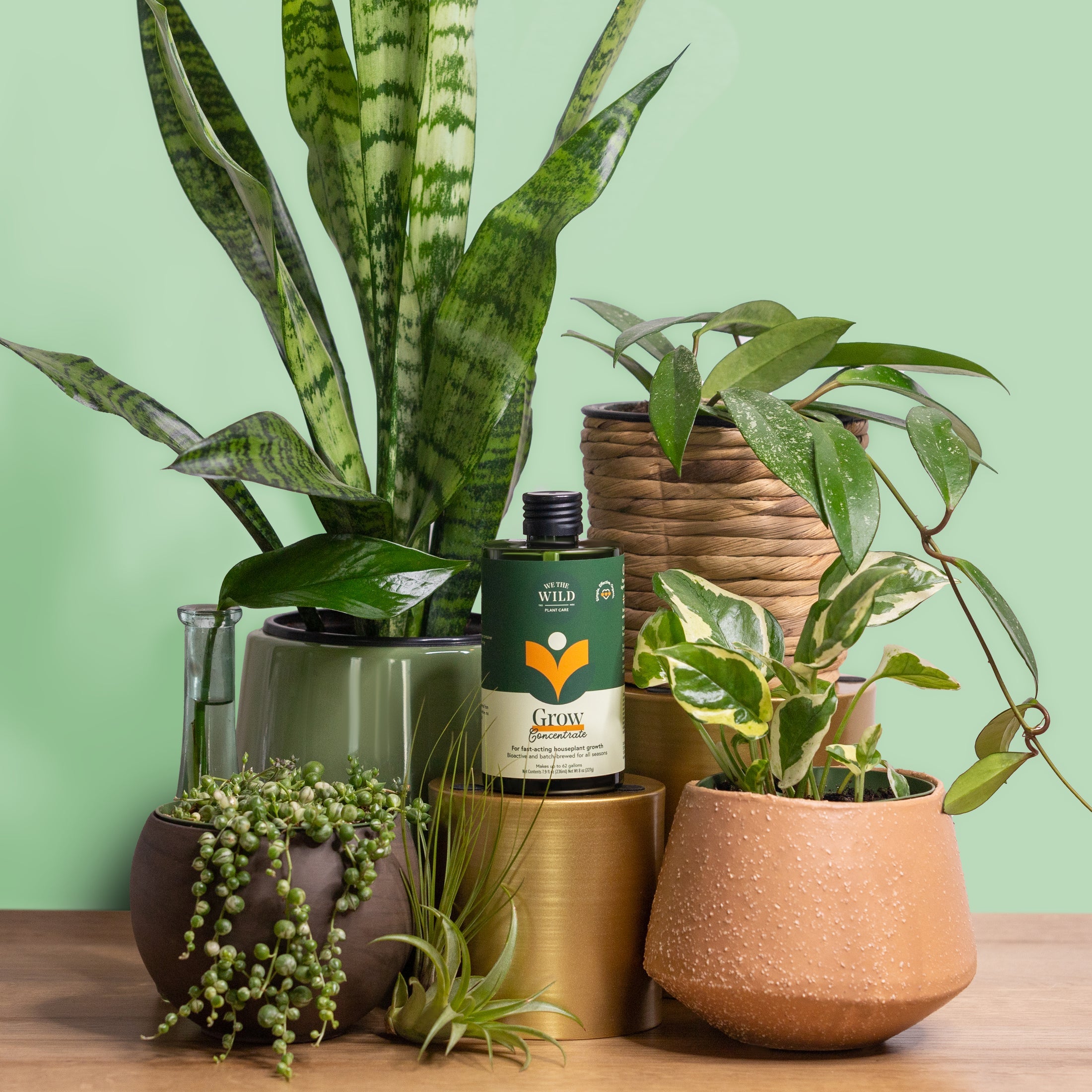 We the Wild "Grow Concentrate"